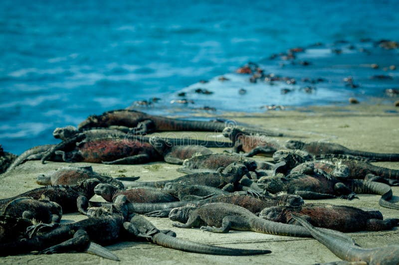 Leguane, die in floreana Insel galpagos ein Sonnenbad nehmen