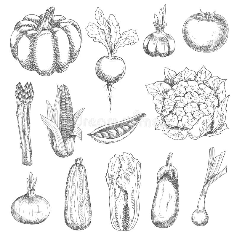 Legumes frescos saõs que gravam esboços ilustração royalty free Legumes frescos saõs que gravam esboços ilustração royalty free