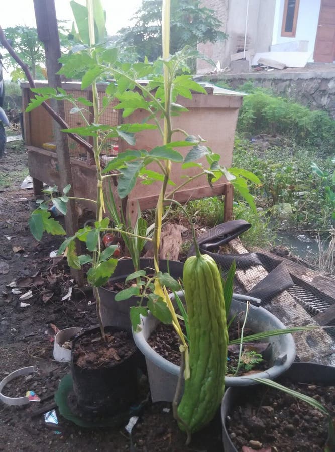 Legumes Saudáveis: Tomates Vermelhos e Melão Amargo Verde foto de stock