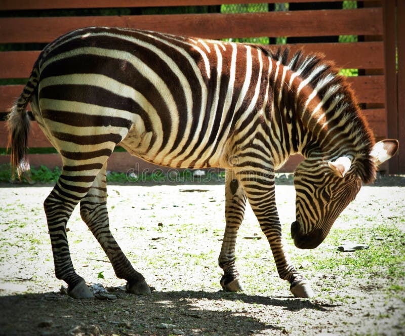 Lehigh Valley Zoo stock photo. Image of zebra, valley 51488266
