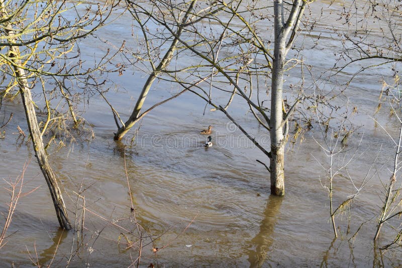 Mosel valley road near Lehmen during the winter flood with muddy water covering the lower parts along the river. Moselle is still low in 2023, the floods before were higher. Mosel valley road near Lehmen during the winter flood with muddy water covering the lower parts along the river. Moselle is still low in 2023, the floods before were higher