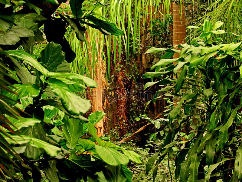 Interesado sobre el jardín zoológico en él mintió la jungla,,.