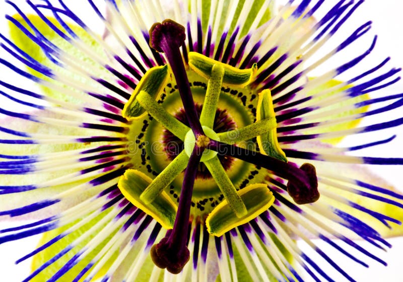 Leidenschaftsblume stockbilder Leidenschaftsblume stockbilder