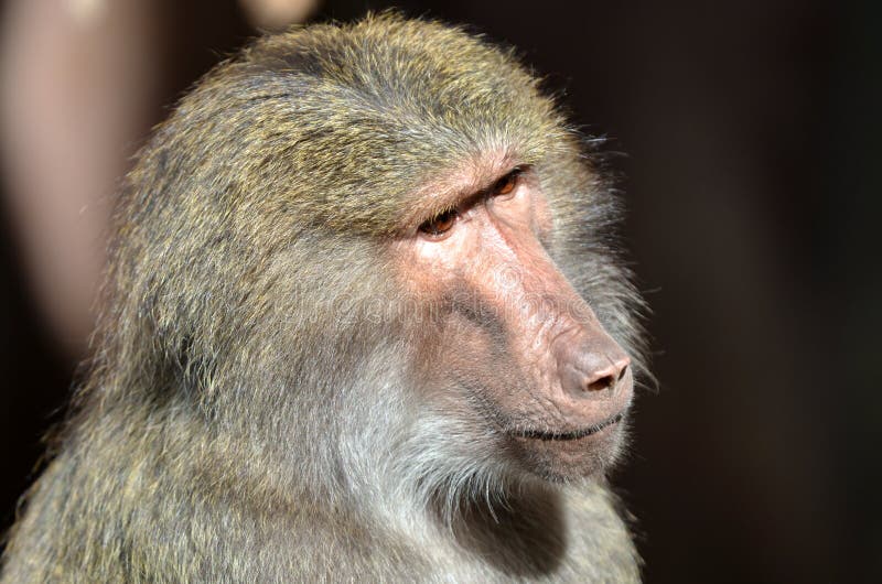 Leidende aap stock afbeeldingen