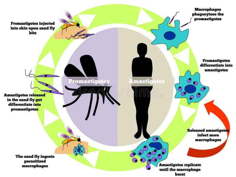 Leishmania illustration de vecteur Leishmania illustration de vecteur