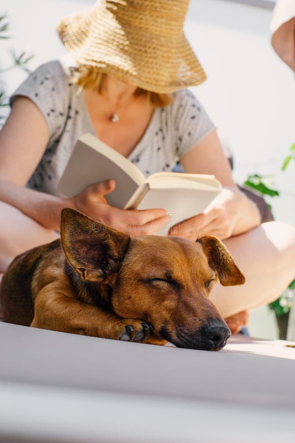 Leitura da mulher em seu livro em um dia de verão quente quando seu cão cansado dormir em uma cadeira de plataforma imagens de stock Leitura da mulher em seu livro em um dia de verão quente quando seu cão cansado dormir em uma cadeira de plataforma imagens de stock