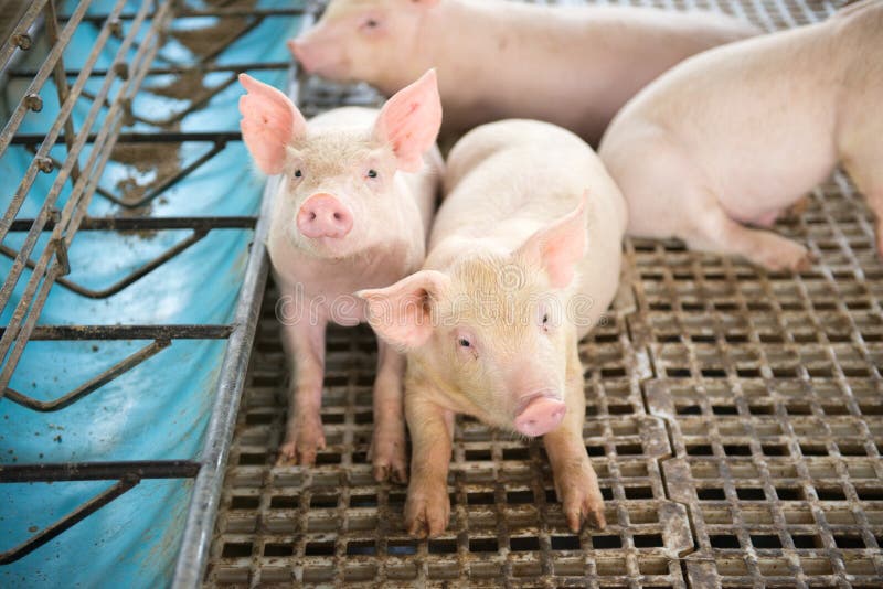 Leitão bonitos na exploração agrícola de porco imagem de stock Leitão bonitos na exploração agrícola de porco imagem de stock