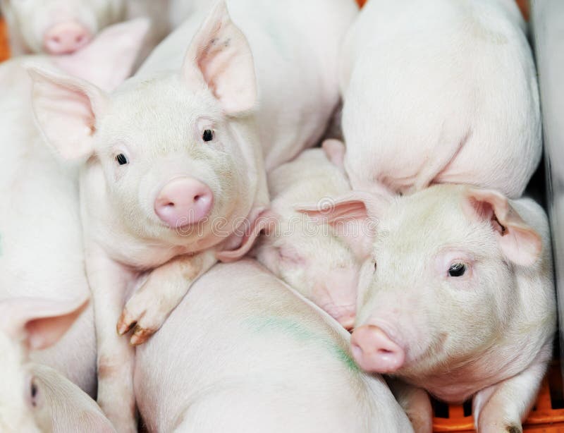 Leitão foto de stock. Imagem de gordo, piggy, cute, alimento - 57173610