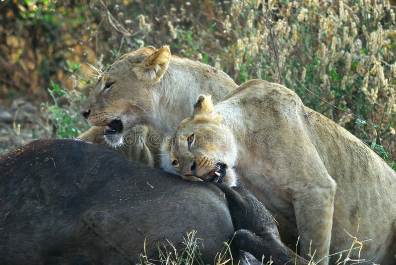 Lejon som äter ett rov, Ngorongoro krater, Tanzania royaltyfria bilder Lejon som äter ett rov, Ngorongoro krater, Tanzania royaltyfria bilder