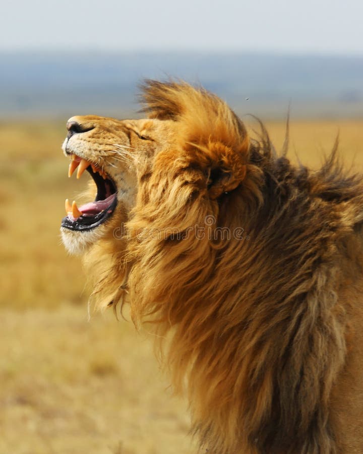 Lejon vilda djur för Leo Africa Kenya safarinationalpark arkivbild Lejon vilda djur för Leo Africa Kenya safarinationalpark arkivbild