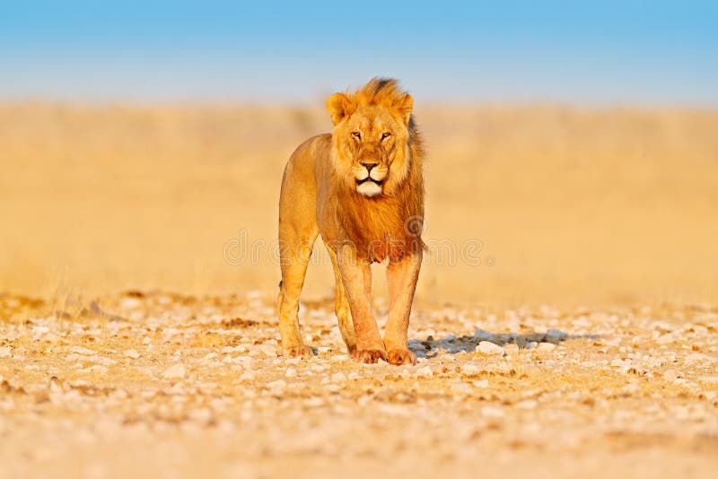 Lejonet g?r St?ende av det afrikanska lejonet, Panthera leo, detalj av stora djur, Etocha NP, Namibia, Afrika Katter i torr natur arkivfoton Lejonet g?r St?ende av det afrikanska lejonet, Panthera leo, detalj av stora djur, Etocha NP, Namibia, Afrika Katter i torr natur arkivfoton