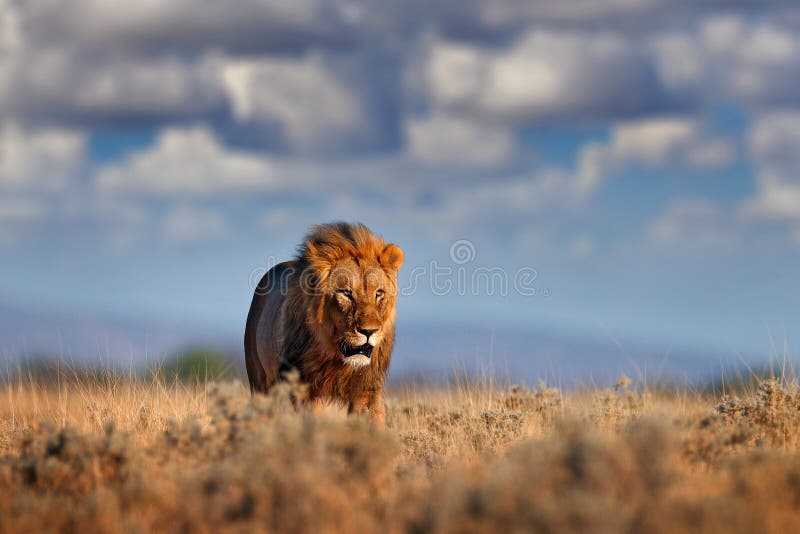Lejonet g?r St?ende av det afrikanska lejonet, Panthera leo, detalj av stora djur, Etocha NP, Namibia, Afrika Katter i torr natur fotografering för bildbyråer Lejonet g?r St?ende av det afrikanska lejonet, Panthera leo, detalj av stora djur, Etocha NP, Namibia, Afrika Katter i torr natur fotografering för bildbyråer