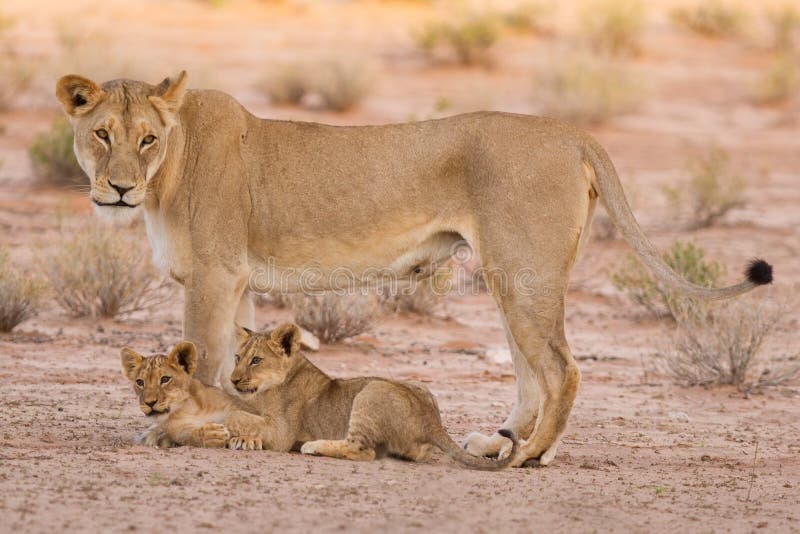 Lioness and cubs play in the Kalahari on sand as a family. Lioness and cubs play in the Kalahari on sand as a family