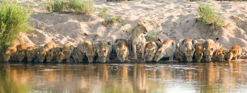 Lejonstolthet som dricker i den Kruger nationalparken Sydafrika fotografering för bildbyråer Lejonstolthet som dricker i den Kruger nationalparken Sydafrika fotografering för bildbyråer