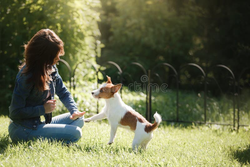 leka för hundflicka Jack Russell Terrier i natur Sommar arkivfoto leka för hundflicka Jack Russell Terrier i natur Sommar arkivfoto