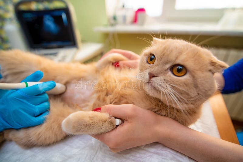 The doctor does an ultrasound examination of the cat`s abdomen, an animal on the operating table, a doctor and a patient, a veterinary clinic. The doctor does an ultrasound examination of the cat`s abdomen, an animal on the operating table, a doctor and a patient, a veterinary clinic