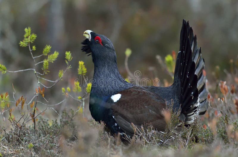 Leking Capercaillie (Tetrao urogallus)