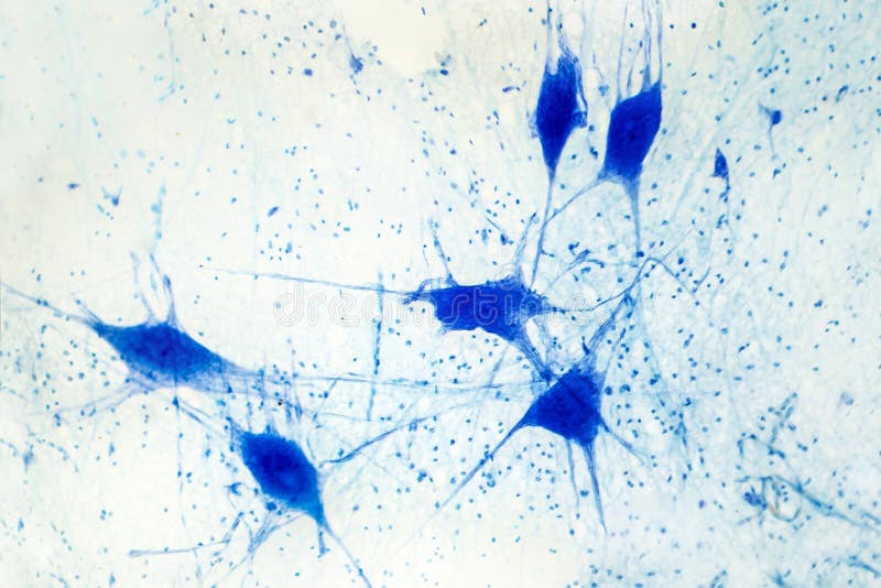 Lekki micrograph ludzki mózg tkanka zdjęcia stock Lekki micrograph ludzki mózg tkanka zdjęcia stock