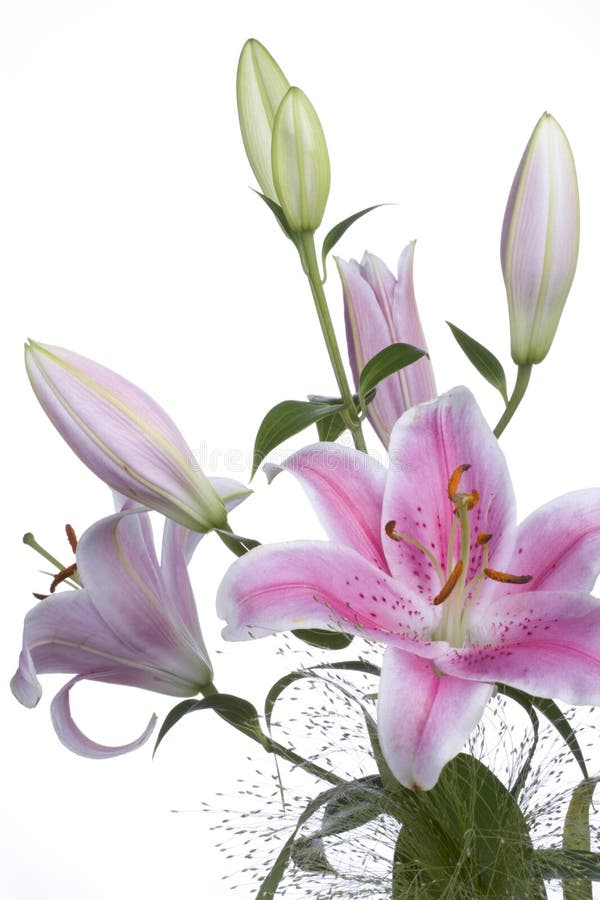 White and purple lily on white background. White and purple lily on white background