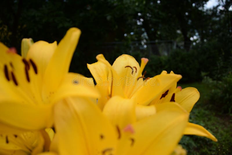 Lelie van oranjegeel in bloemtuin in de zomer stock afbeeldingen Lelie van oranjegeel in bloemtuin in de zomer stock afbeeldingen