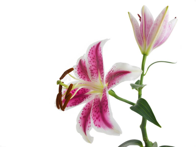 Leliebloem op wit wordt geïsoleerd dat stock fotografie Leliebloem op wit wordt geïsoleerd dat stock fotografie