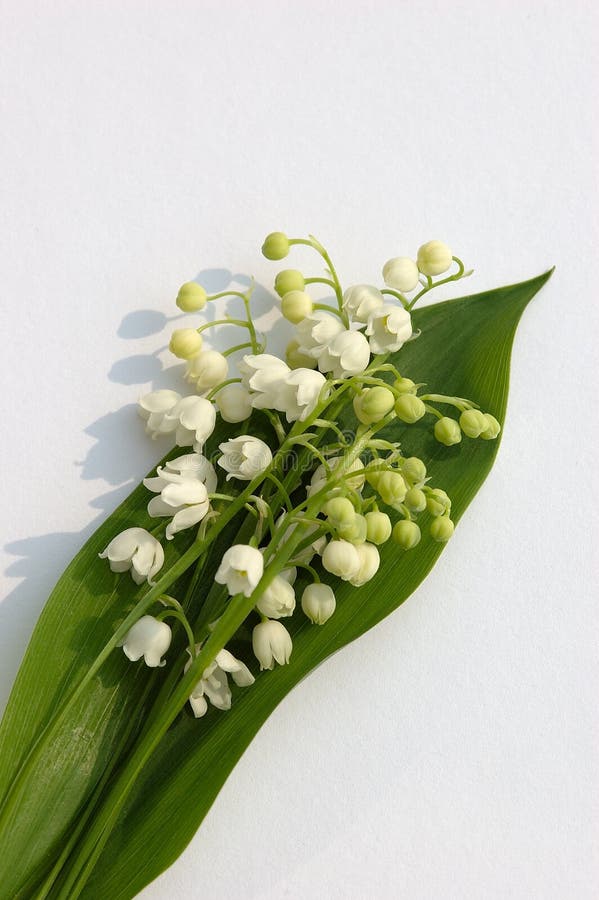 Lily of the valley bouquet on white. Lily of the valley bouquet on white