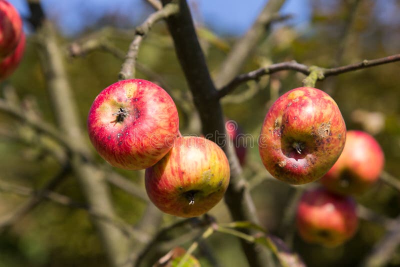 Lelijke appelen die op een boom groeien stock afbeelding Lelijke appelen die op een boom groeien stock afbeelding