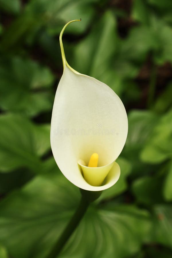 Single white calla lily flower showing yellow stamen. Single white calla lily flower showing yellow stamen