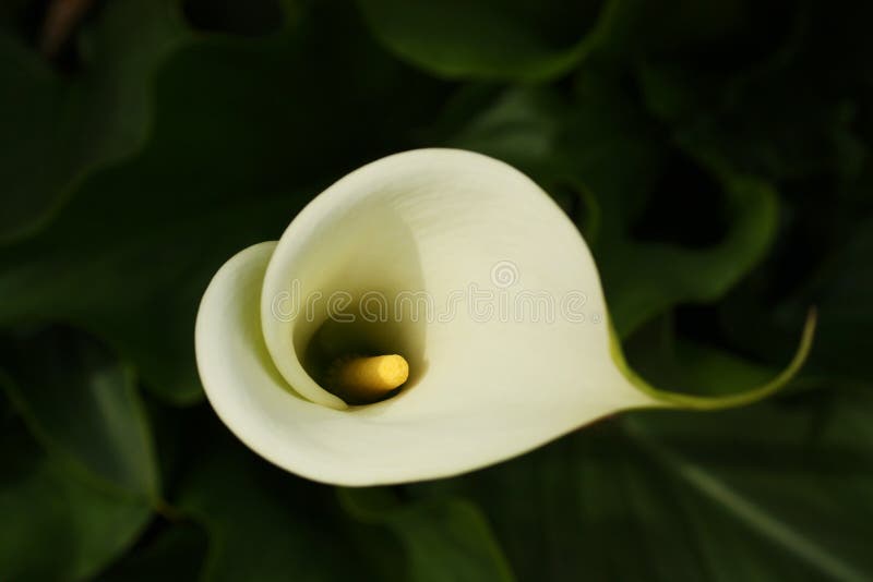 Single white calla lily flower showing yellow stamen. Single white calla lily flower showing yellow stamen