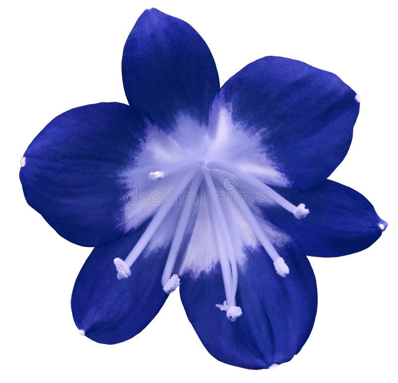 Lily blue flower, isolated with clipping path, on a white background. light blue pistils, stamens. Light-blue center. for design. Closeup. Lily blue flower, isolated with clipping path, on a white background. light blue pistils, stamens. Light-blue center. for design. Closeup.