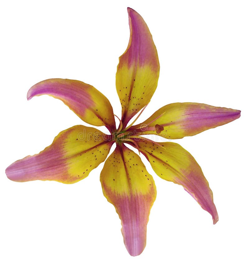 Lily pink-yellow flower. Isolated object with clipping path on a white background. Beautiful six-petalslily lily for design. Closeup. Nature. Lily pink-yellow flower. Isolated object with clipping path on a white background. Beautiful six-petalslily lily for design. Closeup. Nature.