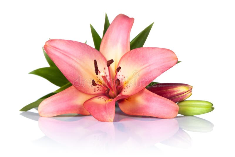 Pink lily flower on white background. Macro shot. Pink lily flower on white background. Macro shot