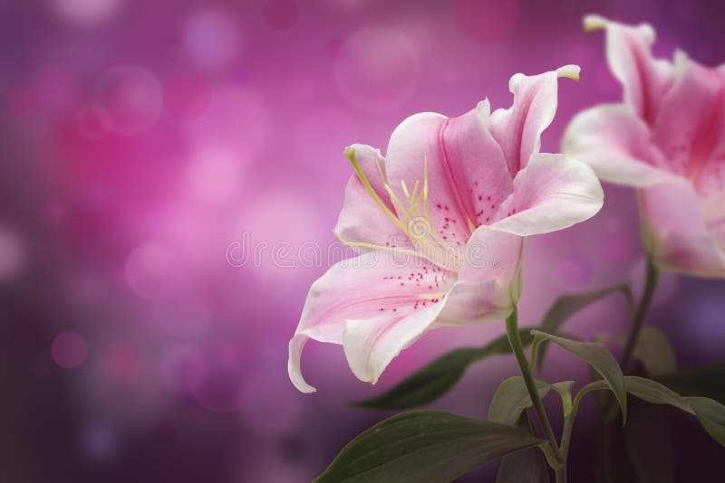 Pink lily flower with copy space. Pink lily flower with copy space.