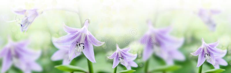 Lily flower LÃ­lium in a field on a clear summer day. The sun`s rays and glare penetrate the foliage. Light airy atmosphere. Artistic processing. Lily flower LÃ­lium in a field on a clear summer day. The sun`s rays and glare penetrate the foliage. Light airy atmosphere. Artistic processing