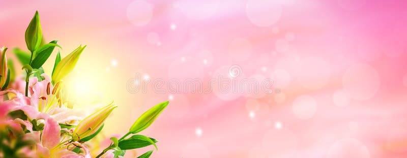 Lily flower blooming bouquet panorama. Greeting card background. Toned image. Template banner. Lily flower blooming bouquet panorama. Greeting card background. Toned image. Template banner