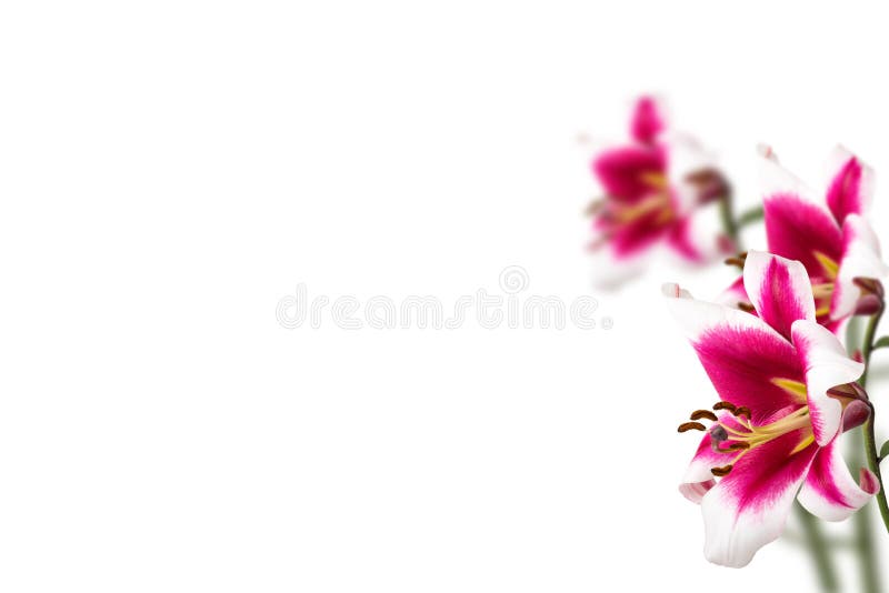 Lily flower border design isolated on white background. Lily flower border design isolated on white background.