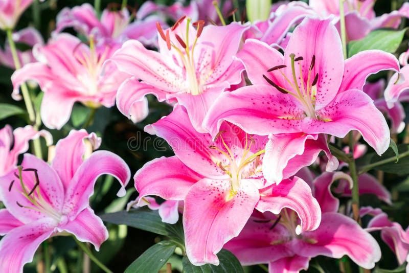 Lily flower and green leaf background in garden at sunny summer or spring day for postcard beauty decoration and agriculture concept design. Lily Lilium hybrids. Lily flower and green leaf background in garden at sunny summer or spring day for postcard beauty decoration and agriculture concept design. Lily Lilium hybrids.