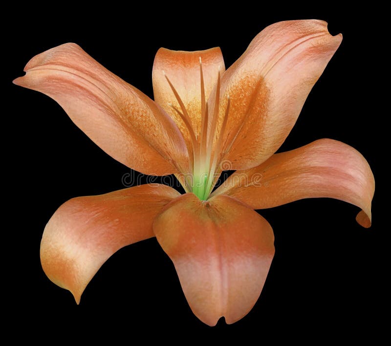 Lily orange flower, isolated with clipping path, on a black background. beautiful lily, transparent green center. for design. Closeup. Lily orange flower, isolated with clipping path, on a black background. beautiful lily, transparent green center. for design. Closeup.