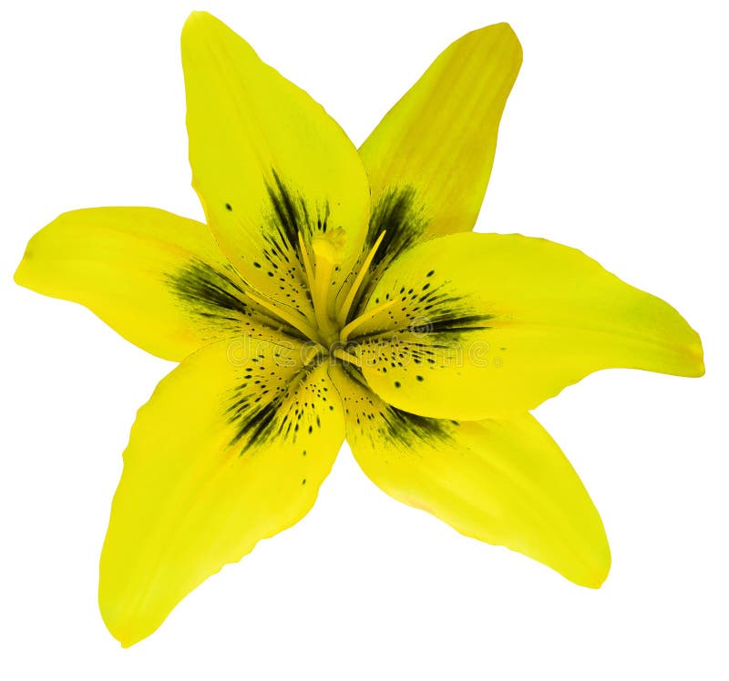 Lily yellow flower isolated with clipping path, on a white background. beautiful lily for design. Closeup. Nature. Lily yellow flower isolated with clipping path, on a white background. beautiful lily for design. Closeup. Nature.