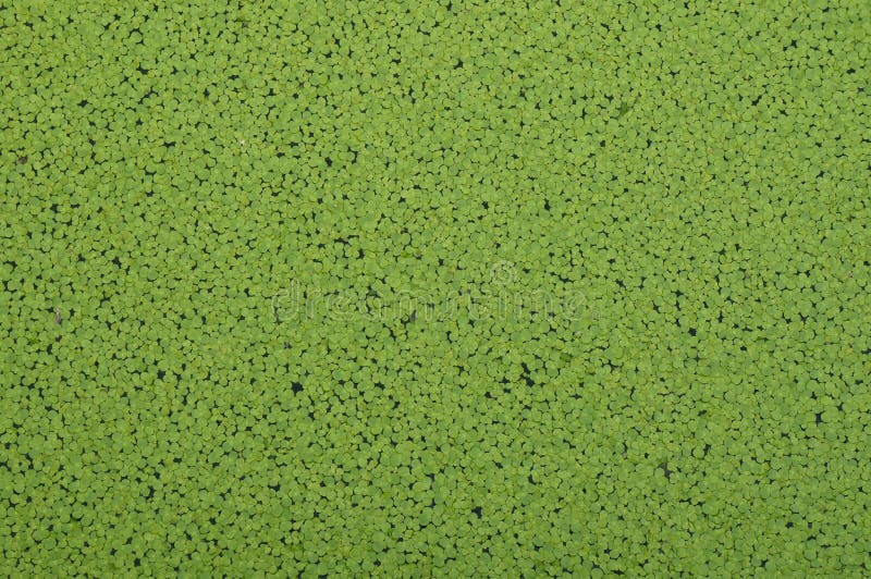 Lenticchia d'acqua verde fotografia stock libera da diritti