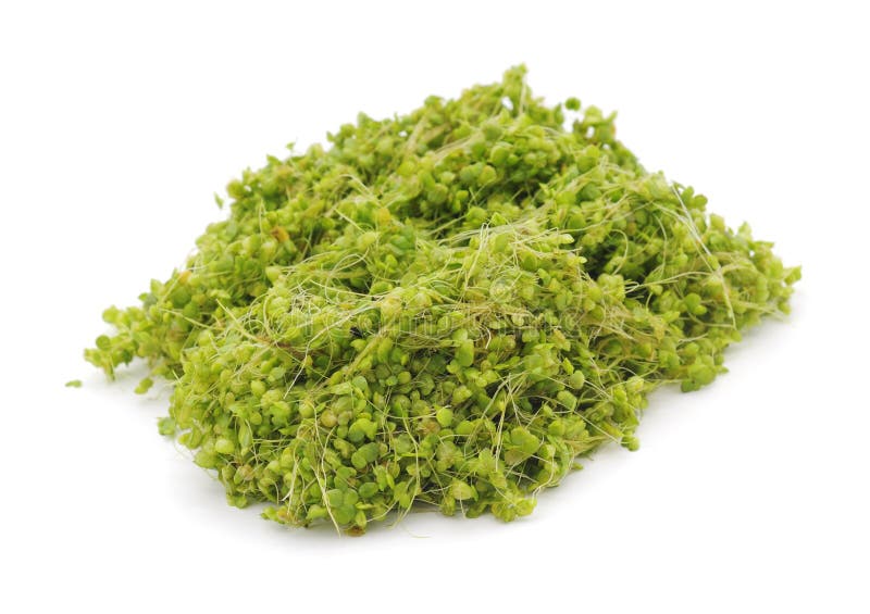 Lenticchia d'acqua verde fotografie stock libere da diritti