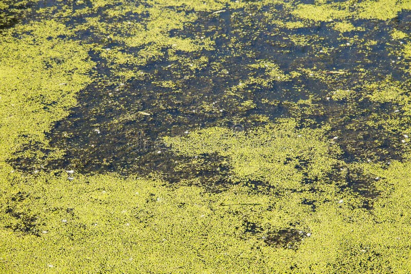 Lemma verde sulla superficie dell'acqua immagini stock