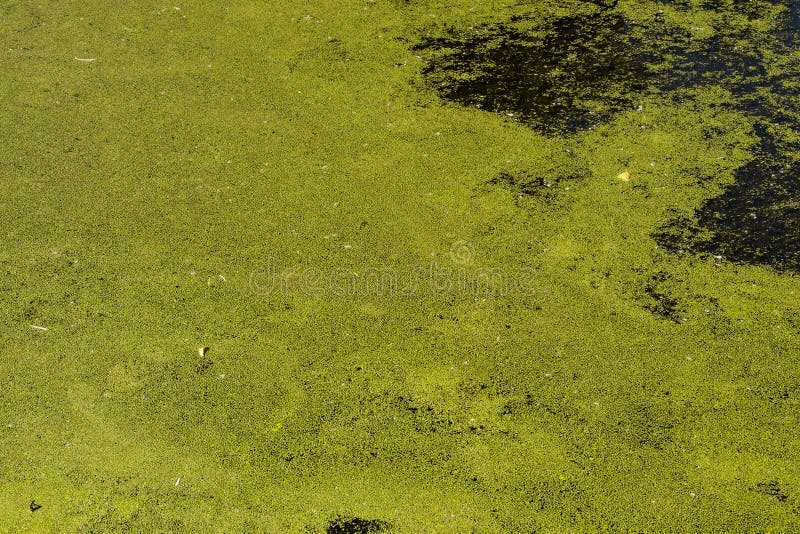 Lemma verde sulla superficie dell'acqua fotografia stock libera da diritti