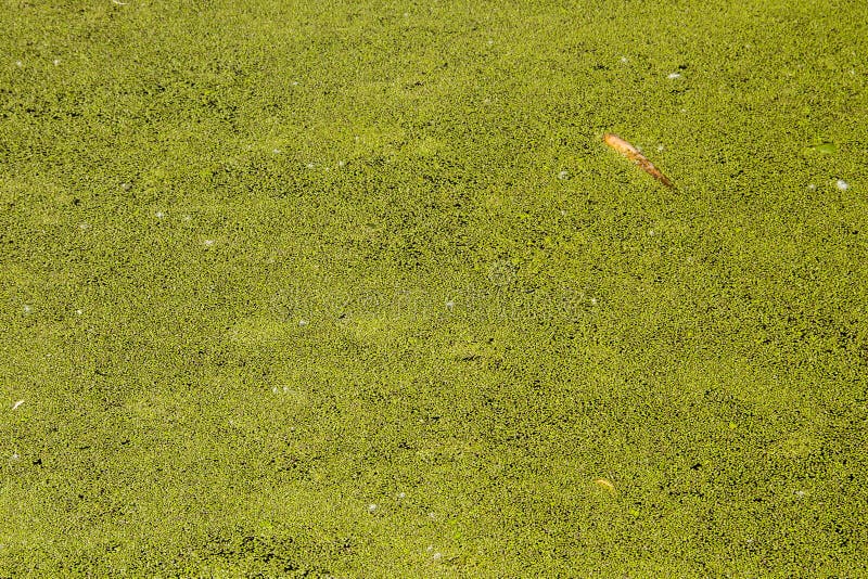 Lemma verde sulla superficie dell'acqua immagini stock