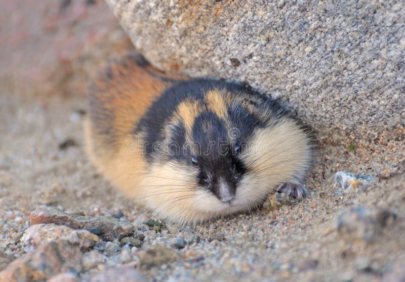 True lemming hi-res stock photography and images - Alamy