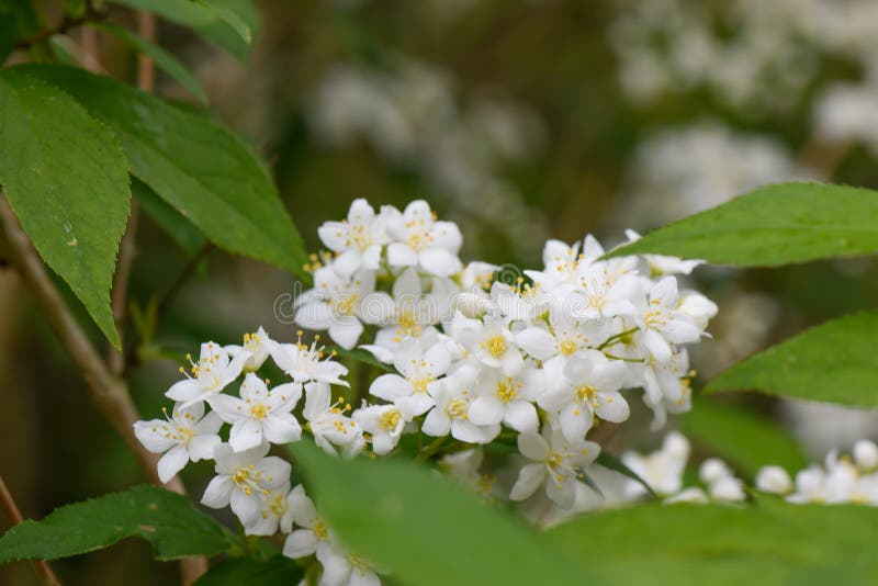 Lemoine Deutzia x lemoinei Boule de Neige, white flowers