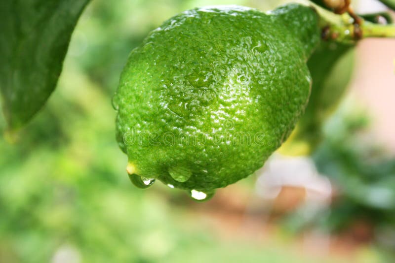 Unripe Lemon stock photo. Image of lumps, lime, tree 14910038