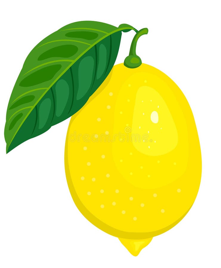 The lemon. stock vector. Illustration of citrus, juicy - 18236629