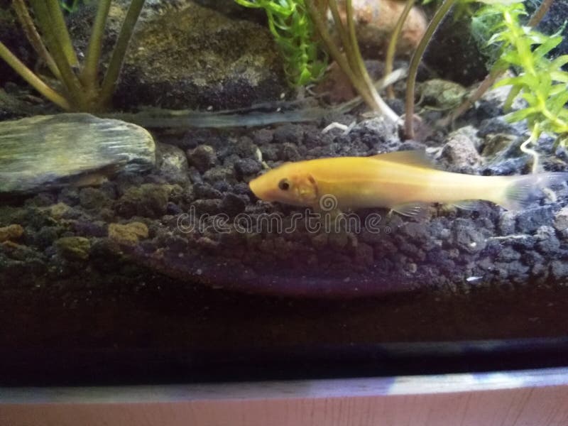 Lemon Algae Eater. Algaeeating Fish Editorial Stock Image Image of