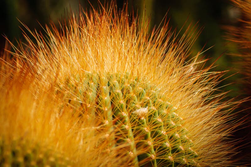 Lemon Ball cactus with shining yellow thorns. Notocactus. Close up. Lemon Ball cactus with shining yellow thorns. Notocactus. Parodia royalty free stock image